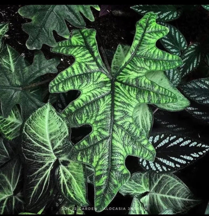 Alocasia Jacklyn starter plant **(ALL plants require you to purchase ANY 2 plants!)**