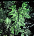 Alocasia Jacklyn starter plants (5 pack)