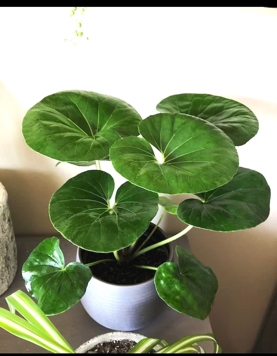 Farfugium Gigantea 2” pot **(ALL plants require you to purchase ANY 2 plants!)**