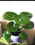 Farfugium Gigantea 5 pack **(ALL plants require you to purchase ANY 2 plants!)**