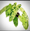 Philodendron Paraiso Verde starter plant **(ALL plants require you to purchase ANY 2 plants!)**