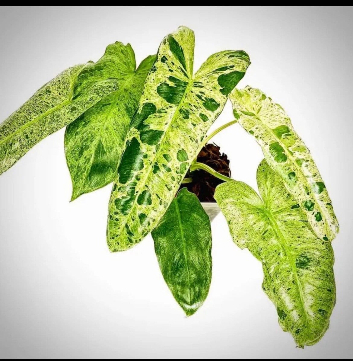 Philodendron Paraiso Verde starter plant **(ALL plants require you to purchase ANY 2 plants!)**