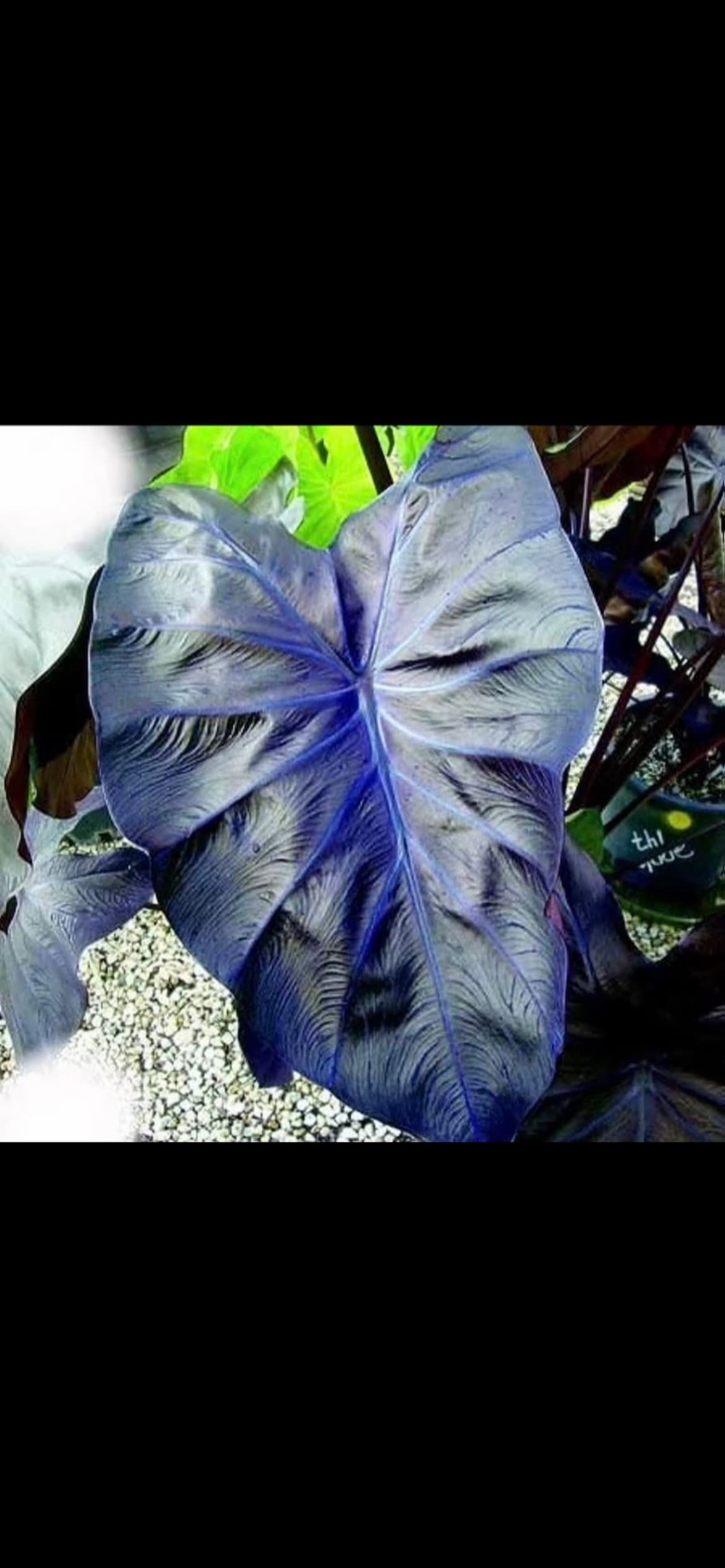 Colocasia black coral elephant ear 4” plant **(ALL plants require you to purchase ANY 2 plants!)**