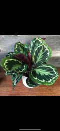 Calathea Medallion 2” plant **(ALL plants require you to purchase ANY 2 plants!)**
