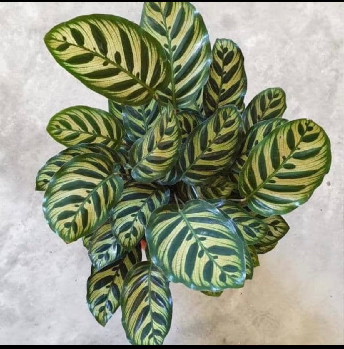 Calathea Makoyanna peacock 4” pot **(ALL plants require you to purchase ANY 2 plants!)**
