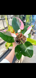 Philodendron White princess 2” plant **(ALL plants require you to purchase ANY 2 plants!)**