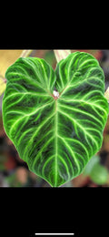 Philodendron Verrucosum 2” plant **(ALL plants require you to purchase ANY 2 plants!)**