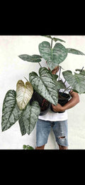 Philodendron Brandtianum “Brandi” 4”  plant **(ALL plants require you to purchase ANY 2 plants!)**