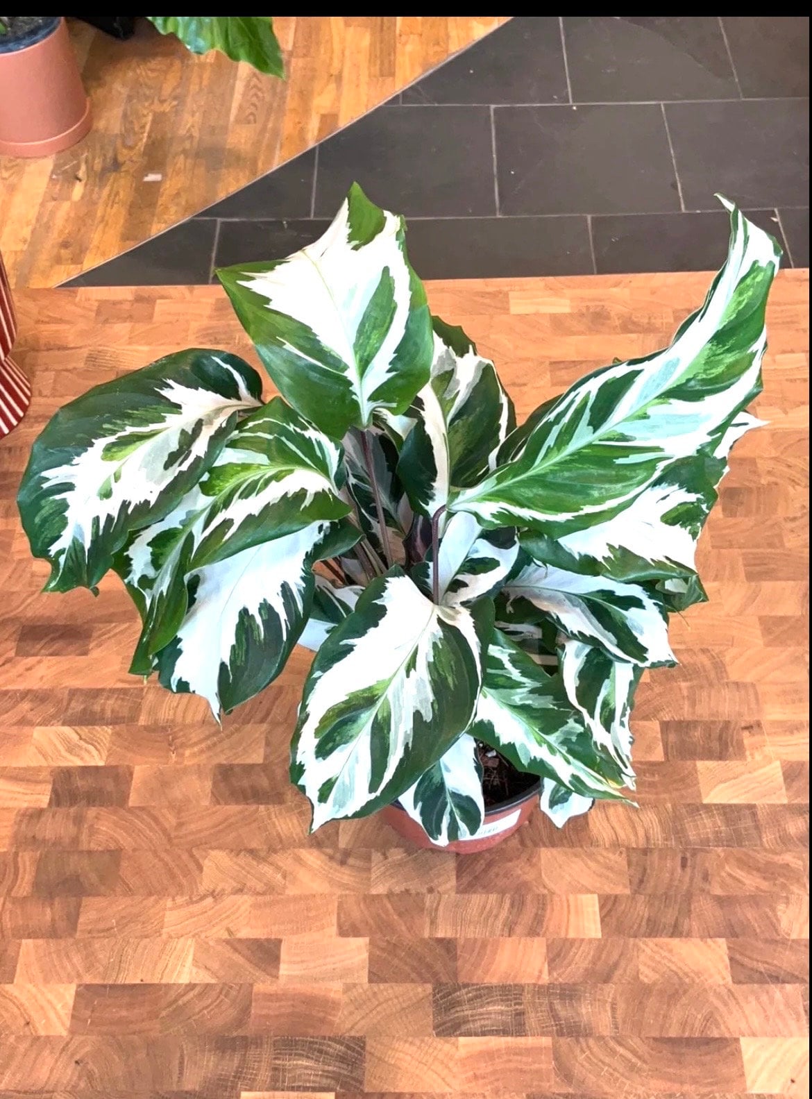 Calathea Stella starter plant **(ALL plants require you to purchase ANY 2 plants!)**