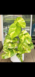 Giant Hawaiian Pothos 2” plant **(ALL plants require you to purchase ANY 2 plants!)**
