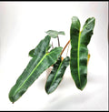Philodendron Black Billietiae starter plant **(ALL plants require you to purchase ANY 2 plants!)**