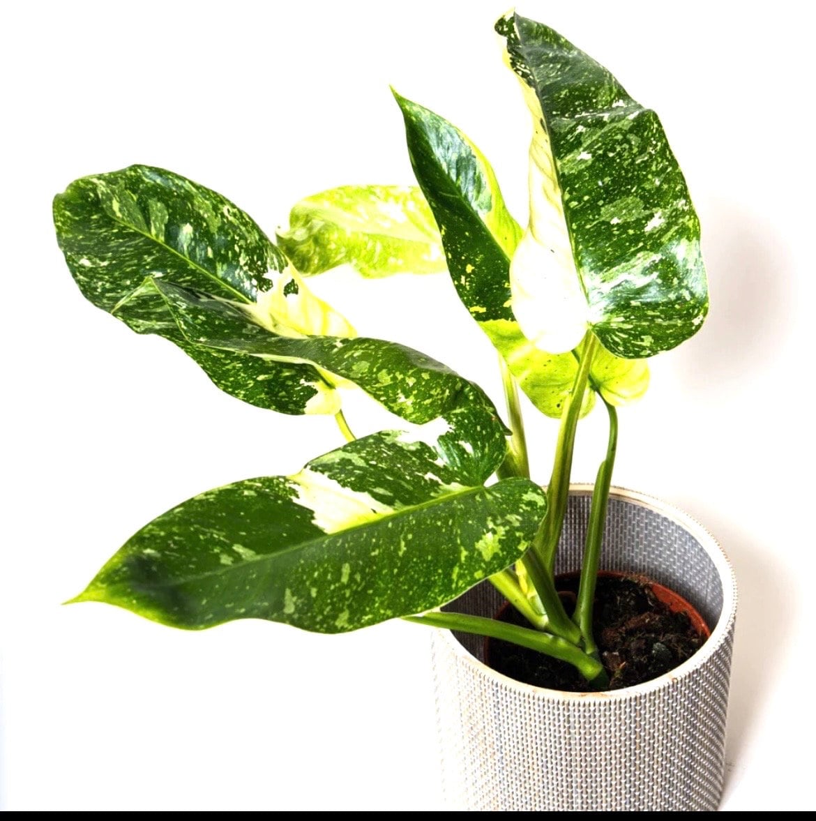 Philodendron Jose Buono starter plant **(ALL plants require you to purchase ANY 2 plants!)**