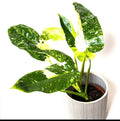 Philodendron Jose Buono 2” pot **(ALL plants require you to purchase ANY 2 plants!)**
