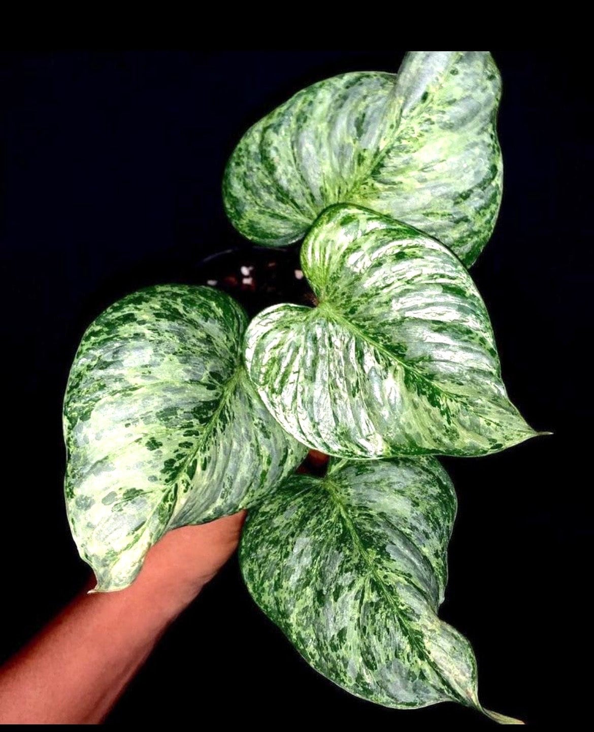 Philodendron Variegated Sodiroi 2” pot **(ALL plants require you to purchase ANY 2 plants!)**