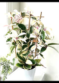 Hoya Krimson queen starter plant **(ALL plants require you to purchase ANY 2 plants!)**