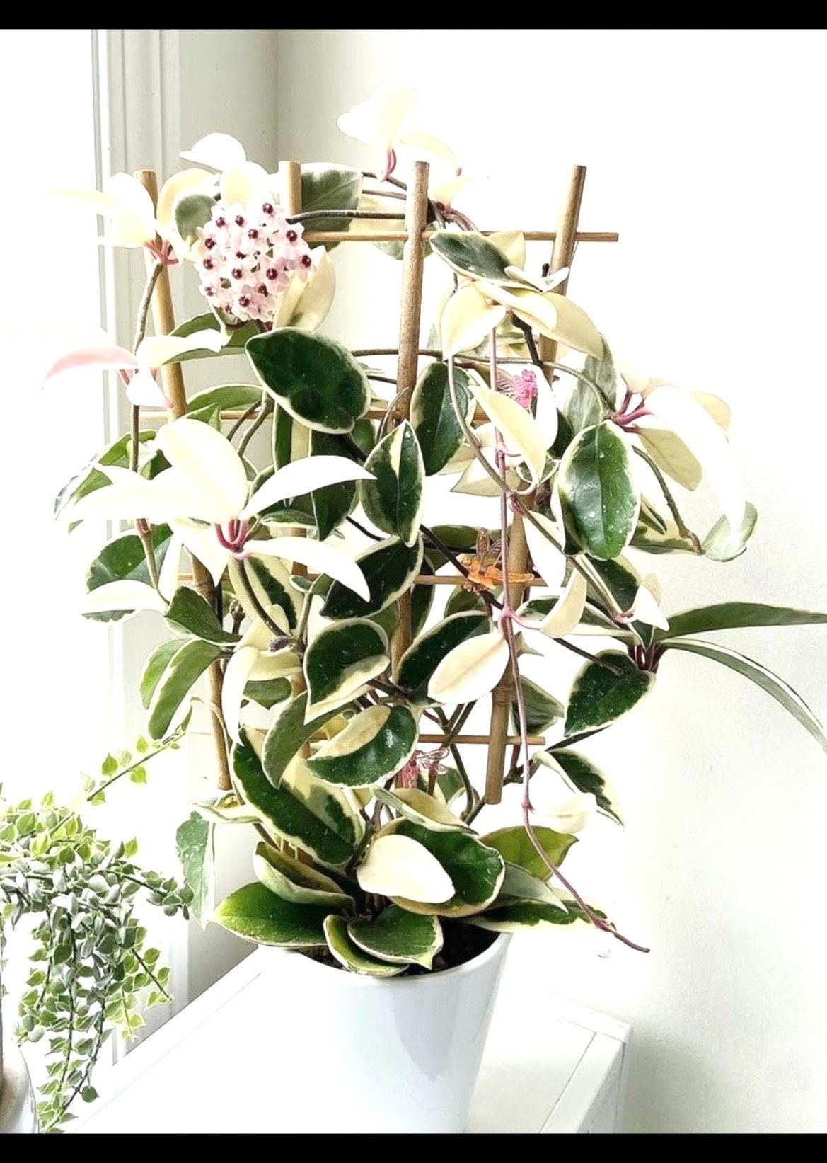 Hoya Krimson queen starter plant **(ALL plants require you to purchase ANY 2 plants!)**