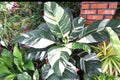 Variegated peace lily “sensation” starter plant **(ALL plants require you to purchase ANY 2 plants!)**