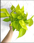 Neon Pothos XL plant **(ALL plants require you to purchase ANY 2 plants!)**