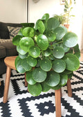 Pilea peperomioides “Chinese money” “UFO plant” 4” plant **(ALL plants require you to purchase ANY 2 plants!)**