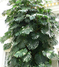 Monstera Deliciosa (large Swiss cheese) starter plant **(ALL plants require you to purchase ANY 2 plants!)**