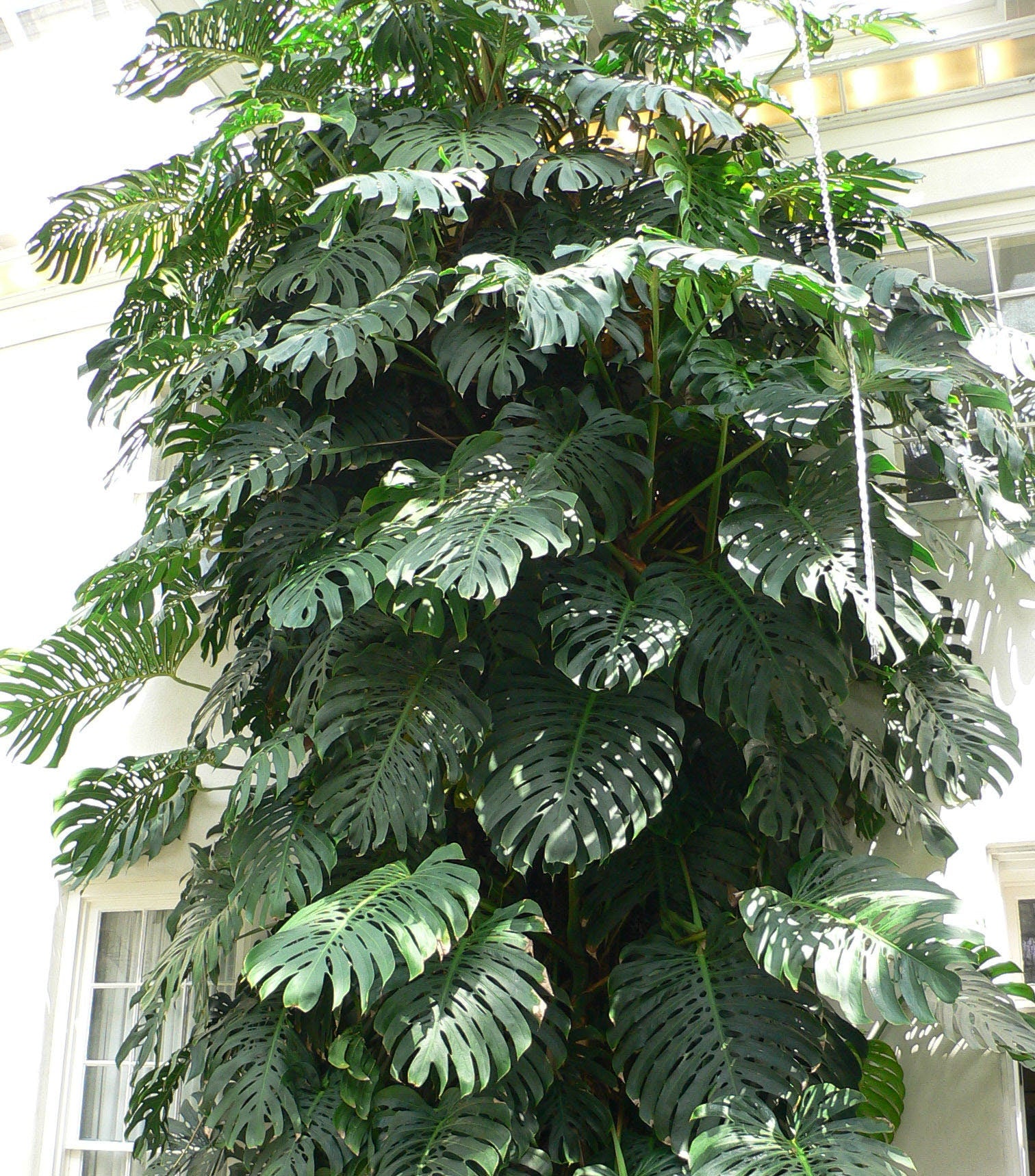 Monstera Deliciosa (large Swiss cheese) starter plant **(ALL plants require you to purchase ANY 2 plants!)**