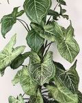 Syngonium Batik 2” pot **(ALL plants require you to purchase ANY 2 plants!)**