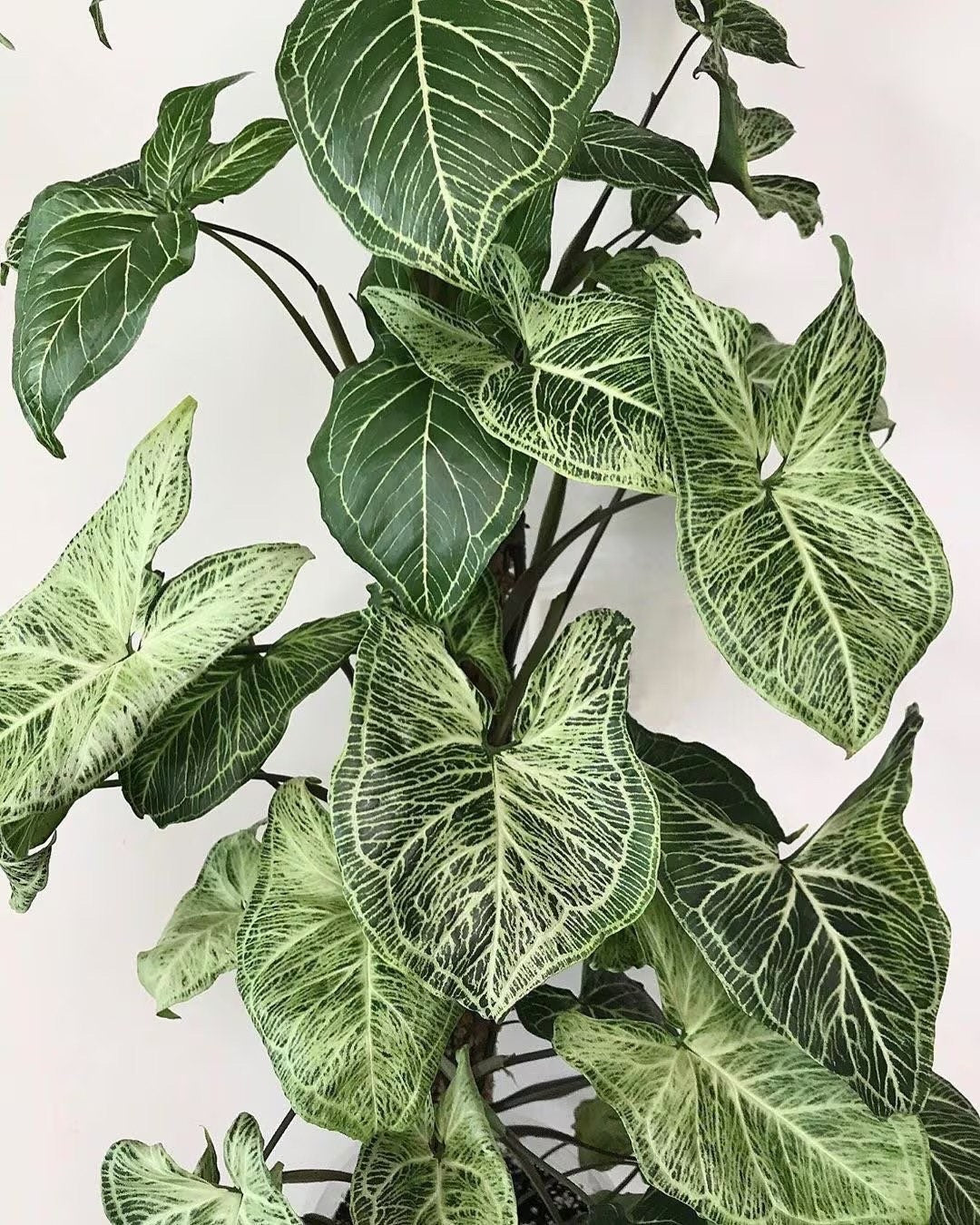 Syngonium Batik 2” pot **(ALL plants require you to purchase ANY 2 plants!)**