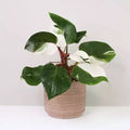 Philodendron White Knight 4” Multistem pot **(ALL plants require you to purchase ANY 2 plants!)**