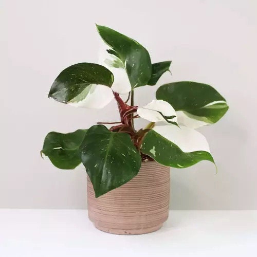 Philodendron White Knight 4” Multistem pot **(ALL plants require you to purchase ANY 2 plants!)**