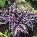Japanese painted fern 4” multistem pot **(ALL plants require you to purchase ANY 2 plants!)**