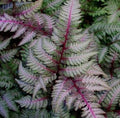 Japanese red painted fern 4” multistem pot **(ALL plants require you to purchase ANY 2 plants!)**