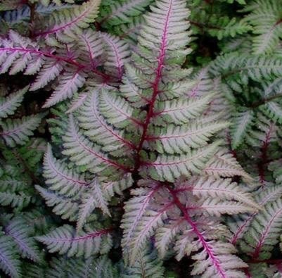 Japanese red painted fern 4” multistem pot **(ALL plants require you to purchase ANY 2 plants!)**