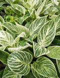 Philodendron Birkin 2” plant **(ALL plants require you to purchase ANY 2 plants!)**