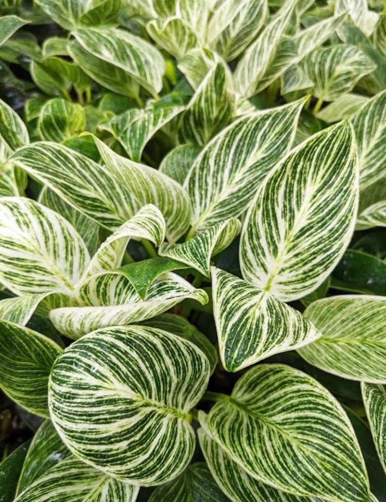 Philodendron Birkin 2” plant **(ALL plants require you to purchase ANY 2 plants!)**