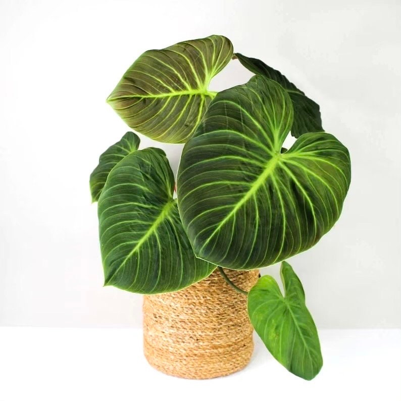 Philodendron el choco red 2” pot **(ALL plants require you to purchase ANY 2 plants!)**