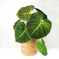 Philodendron el choco red starter plant **(ALL plants require you to purchase ANY 2 plants!)**