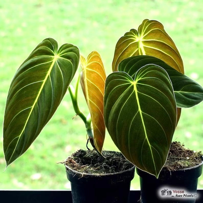 Philodendron Black Gold 2” pot **(ALL plants require you to purchase ANY 2 plants!)**