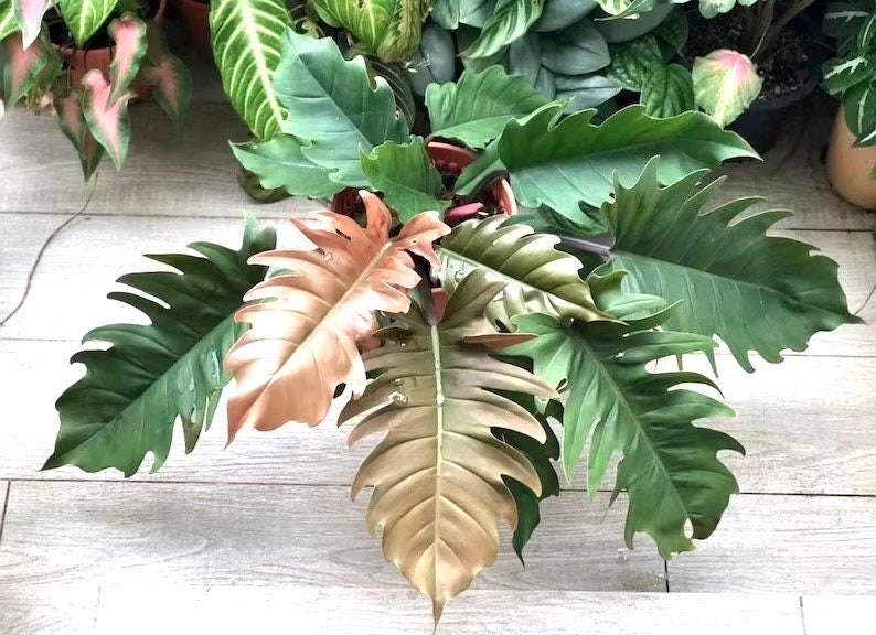 Philodendron Pluto Choco Empress 2” plant **(ALL plants require you to purchase ANY 2 plants!)**