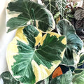 Alocasia Mickey Mouse Xanthosoma 2” plant **(ALL plants require you to purchase ANY 2 plants!)**