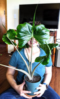 Alocasia Stingray elephant ear 2” plant **(ALL plants require you to purchase ANY 2 plants!)**