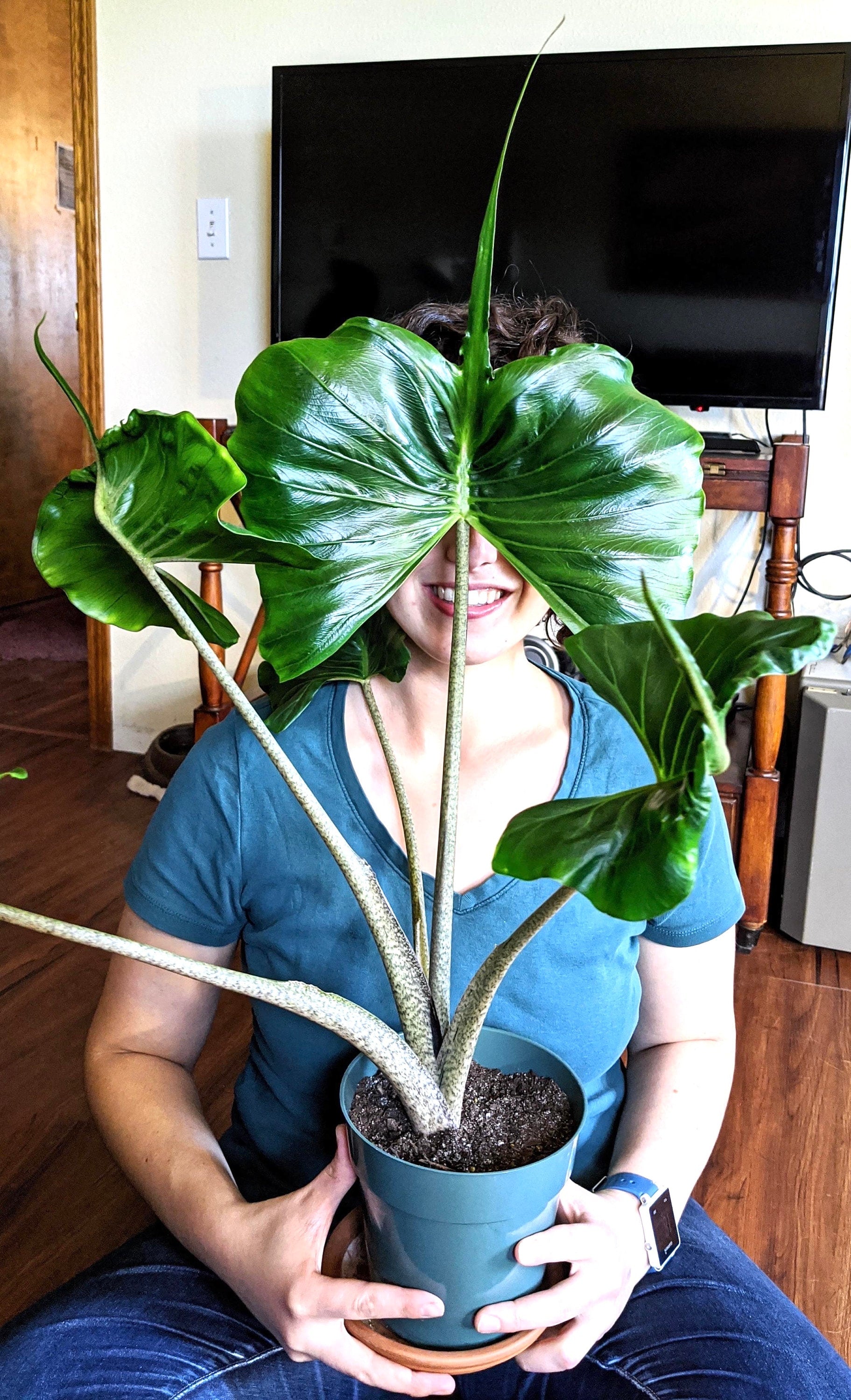 Alocasia Stingray elephant ear 2” plant **(ALL plants require you to purchase ANY 2 plants!)**