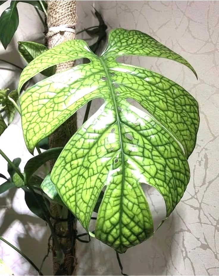 Spiderman monstera amydrium XL fenestrated starter plant **(ALL plants require you to purchase ANY 2 plants!)**
