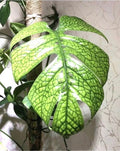 Spiderman monstera amydrium 4” plant **(ALL plants require you to purchase ANY 2 plants!)**