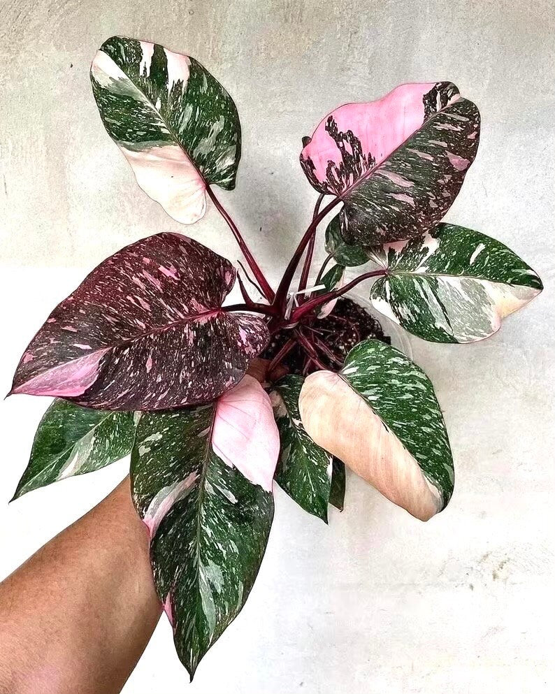 Philodendron Marble Galaxy 4” plant **(ALL plants require you to purchase ANY 2 plants!)**
