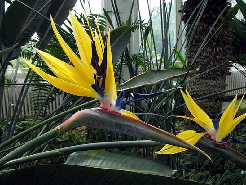 Yellow bird of paradise 4” pot **(ALL plants require you to purchase ANY 2 plants!)**