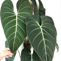Philodendron Glorious starter plant **(ALL plants require you to purchase ANY 2 plants!)**