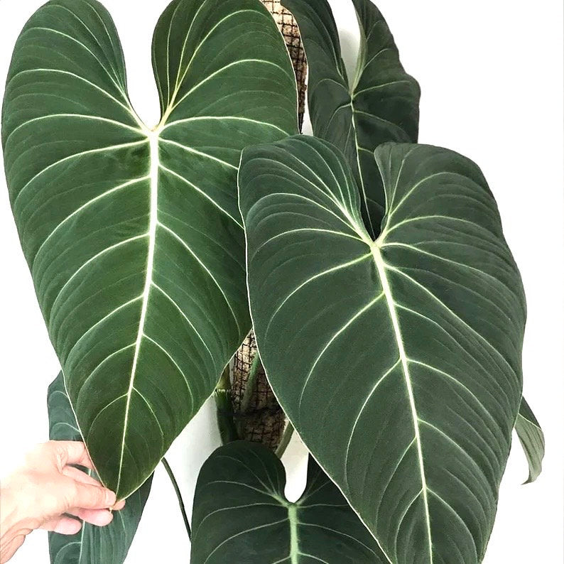 Philodendron Glorious starter plant **(ALL plants require you to purchase ANY 2 plants!)**