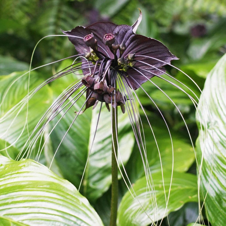 Tacca chantrieri black bat flower TC starter plant **(ALL plants require you to purchase ANY 2 plants!)**