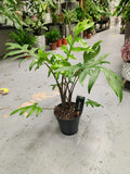 Alocasia Pink Passion starter plant **(ALL plants require you to purchase ANY 2 plants!)**