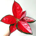 Aglaonema Suksom Thailand “Rare” 4” pot **(ALL plants require you to purchase ANY 2 plants!)**